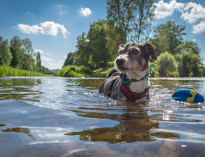 Abkuehlung_fuer_Hund_und_Katze_703x541px.jpg