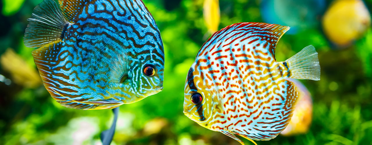 Fische_Banner_Desktop.jpg