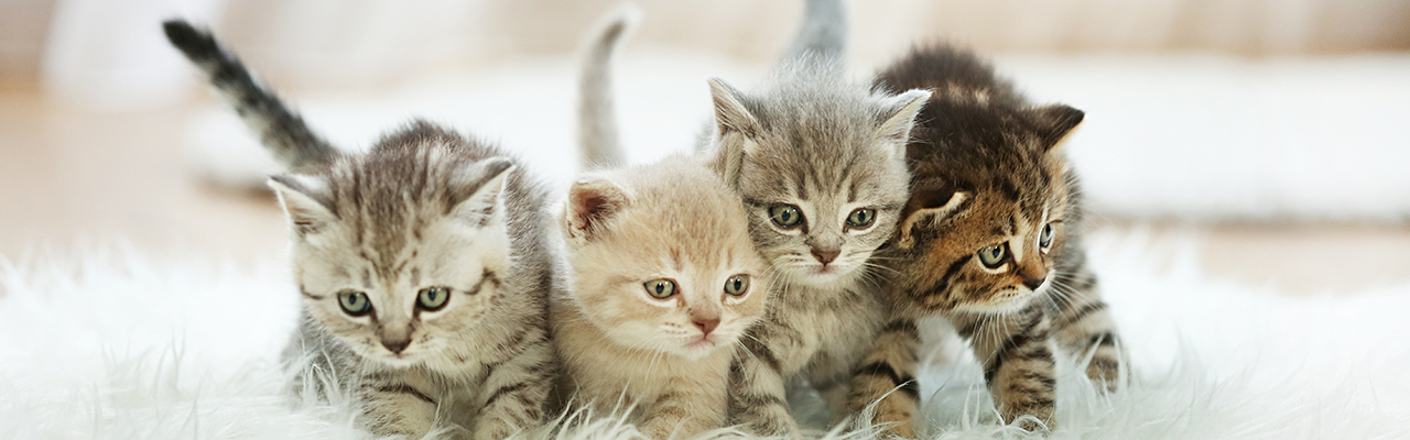 Kitten_1280x400px.png