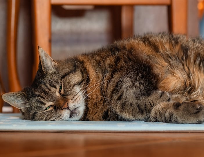 Katze_Hitze_703x541px.jpg