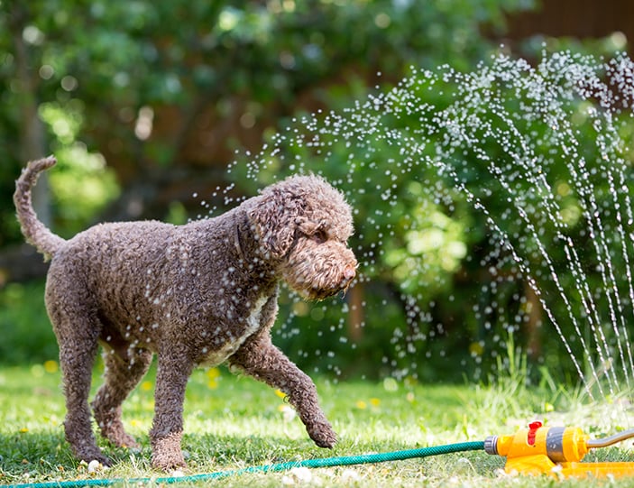 Hund_Hitze_703x541px.jpg