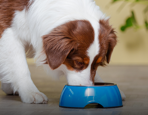 Ist getreidefreies Hundefutter besser?