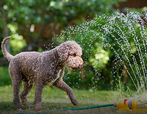 Abkühlung für Hunde & Katzen im Sommer