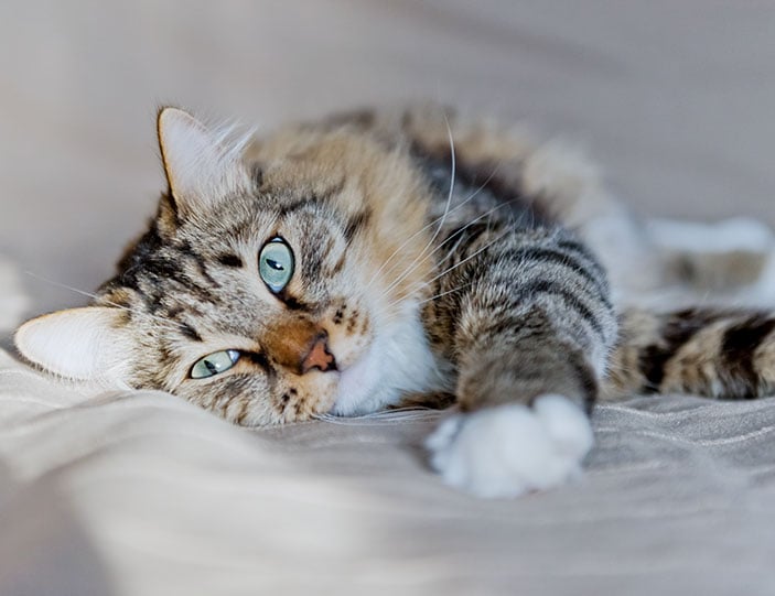 Katzenfutter_Header_703x541px.jpg