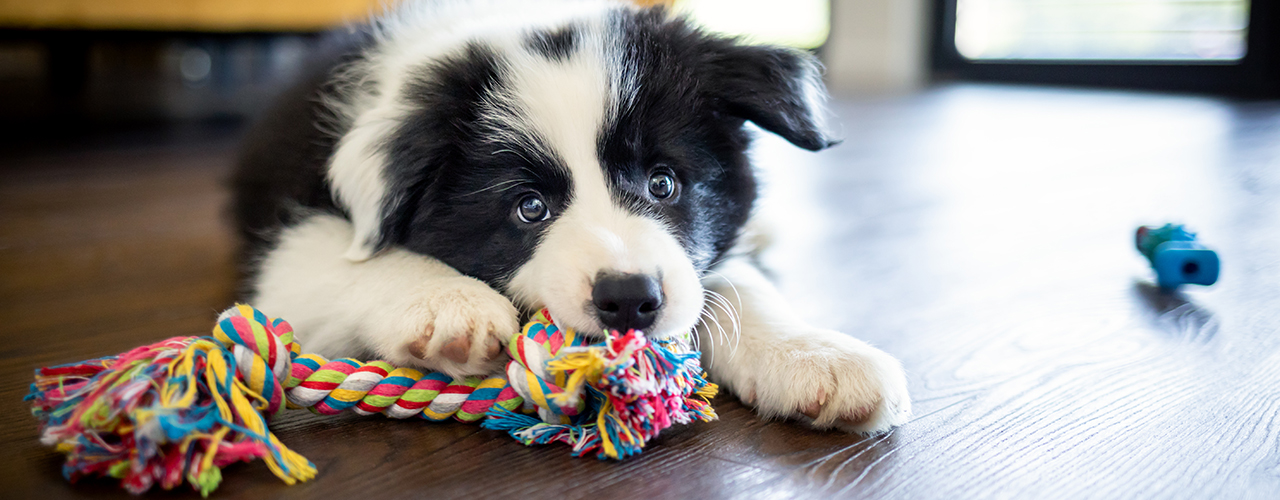 Hundespielzeug_1280x500px.jpg