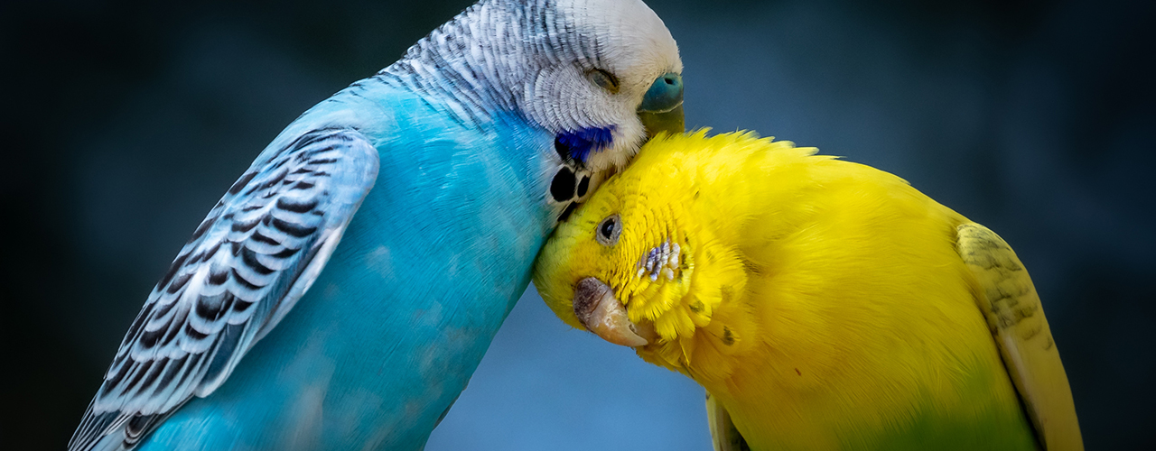 Vogelfutter_Banner_Desktop.jpg