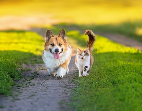 Hunde & Katzen vor Parasiten schützen
