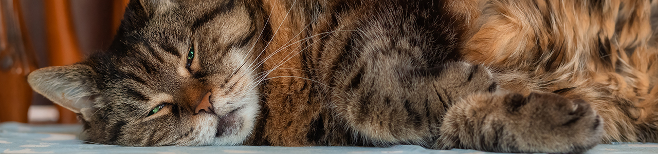 Katze_Hitze_1280x300px.jpg