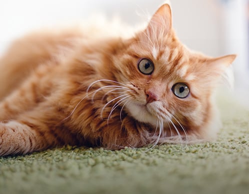 Wie erkennt man gutes Katzenfutter?