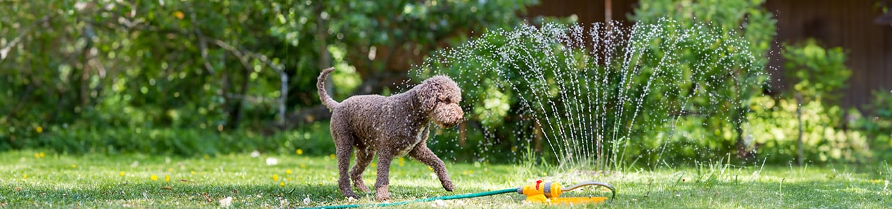 Hund_Hitze_1280x300px.jpg