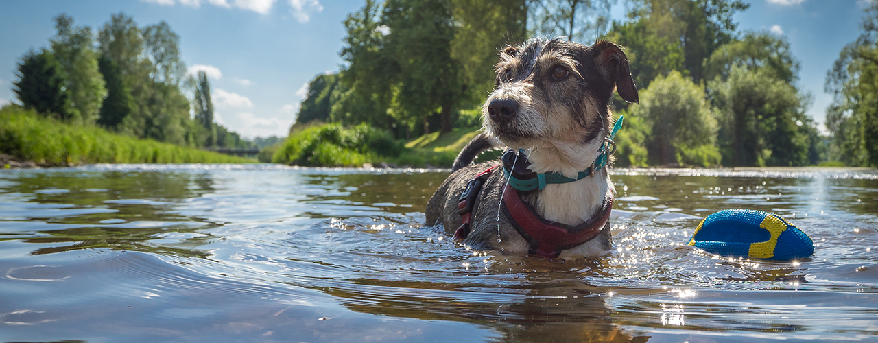 Abkuehlung_fuer_Hund_und_Katze_1280x500px.jpg