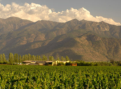 Anakena_Vineyard_420x311.jpg