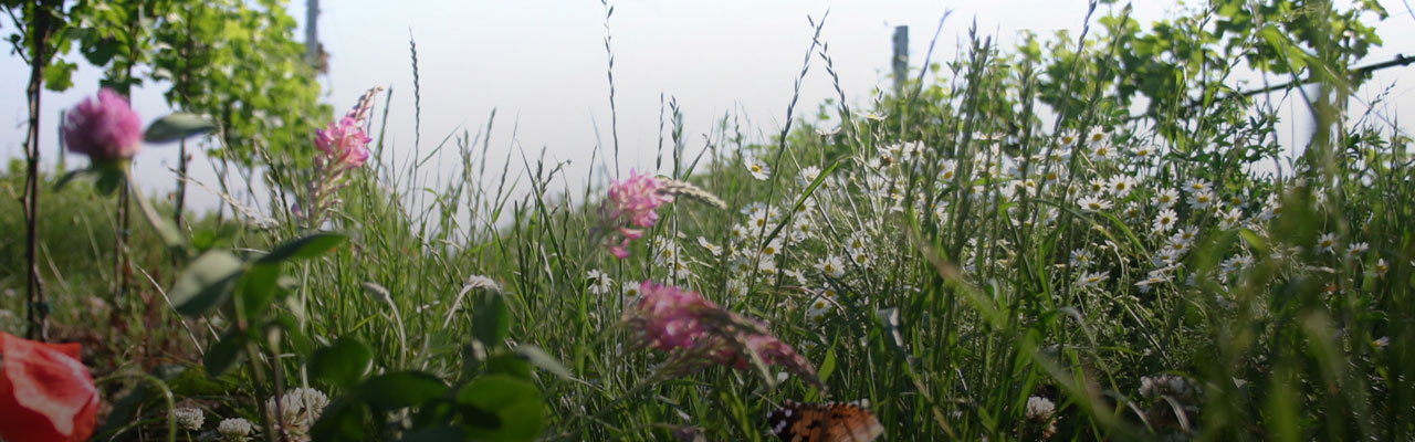 Biodynamischer Weinbau_1280x400.jpg Biodynamischer Weinbau_1280x400.jpg