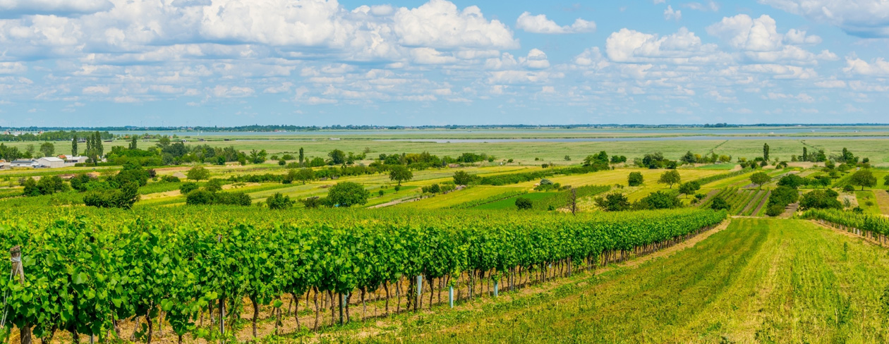 Neusiedlersee.jpg Neusiedlersee.jpg