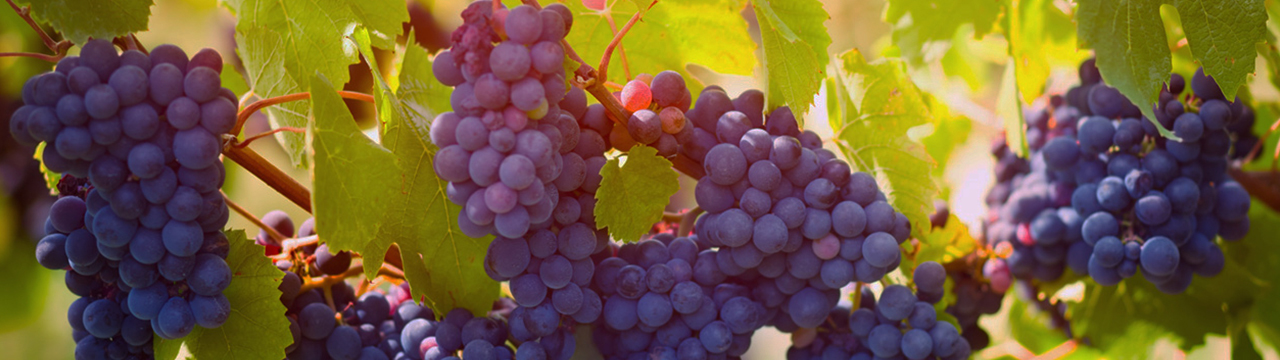 Pinot-Noir.jpg Pinot-Noir.jpg
