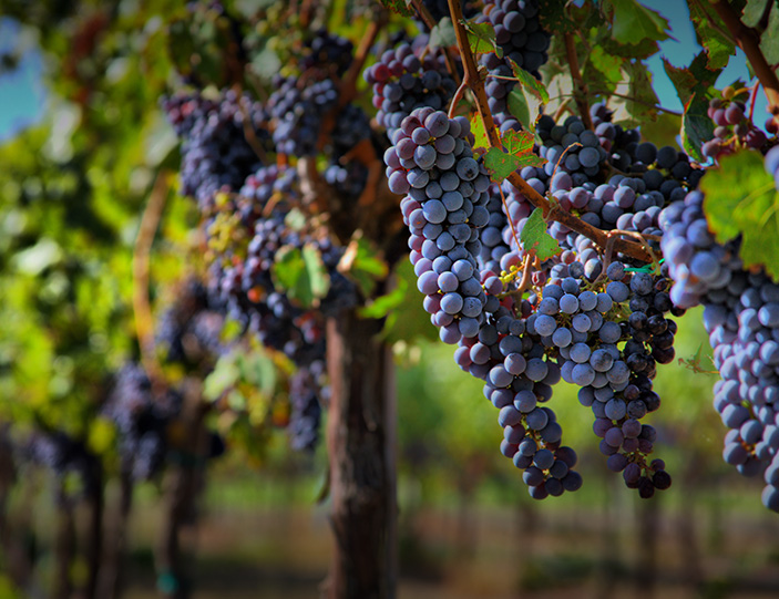 Syrah_703x541_mobil.jpg Syrah_703x541_mobil.jpg