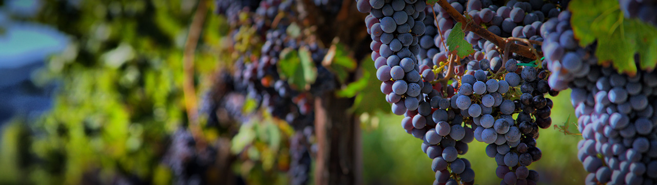 Syrah.jpg Syrah.jpg