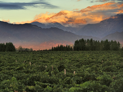 Neue_Welt_Malbec_Teaser_400x300.jpg
