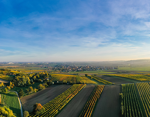 X-_SPARAT_Apple-HZ__SEC802_SEC802_CP_Content-Themen_WW_04_Wein&Spirits-Texte-(Übersichtsseite)_Weinbauregionen-&-DAC-Regionen_Grafiken_Weinbauregionen-&-DAC-Regionen-Artikel-#1.jpg