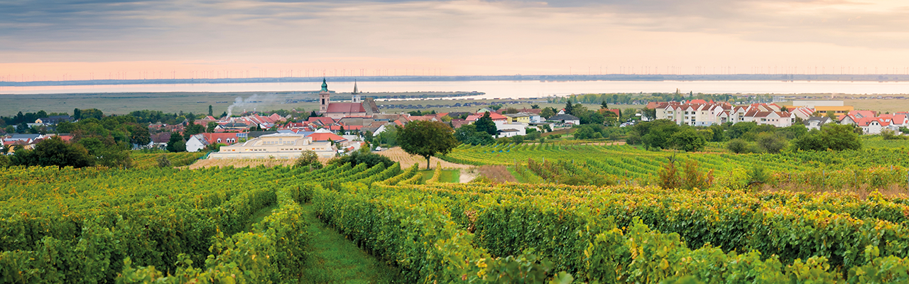 Weinlandschaft nahe Rust mit Neusiedlersee im Hintergrund