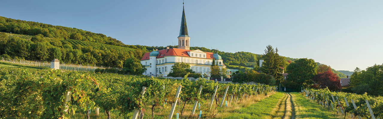 Thermenregion Weinreben