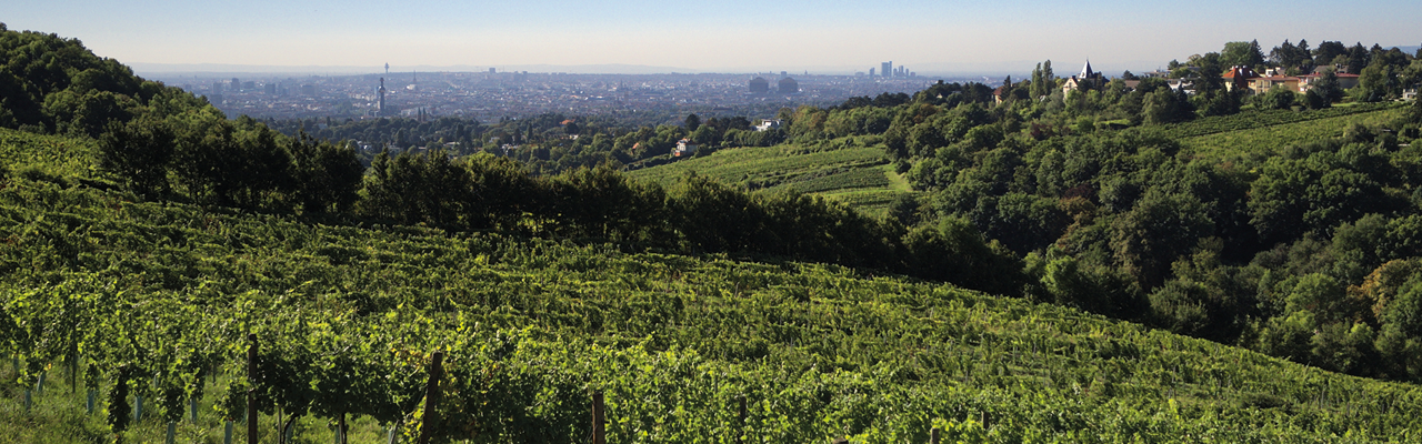 Wien - Weinanbau am Stadtrand, Nussberg, Österreich