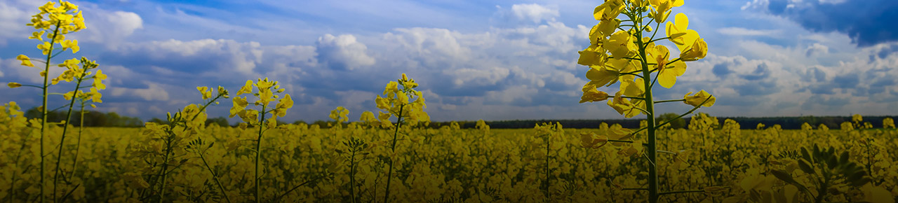 Rapsöl-Banner.jpg