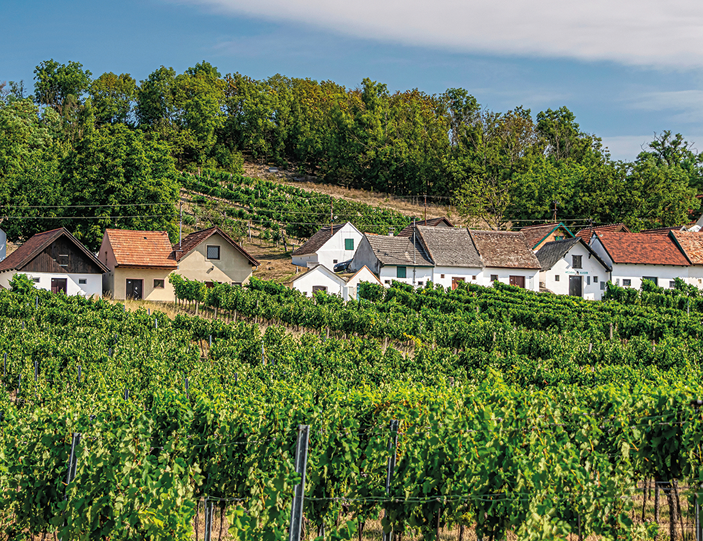 Weinlandschaft Weinviertel