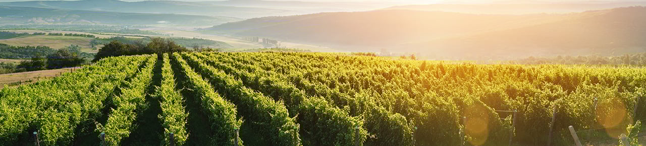 Warenkorb Frühling.jpg