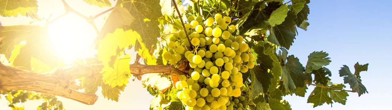 Riesling_Header_1280x360.jpg