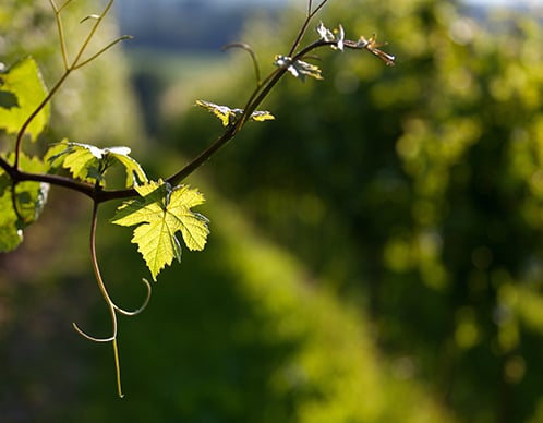 Weingut_Preisinger_Herstellerseite.jpg