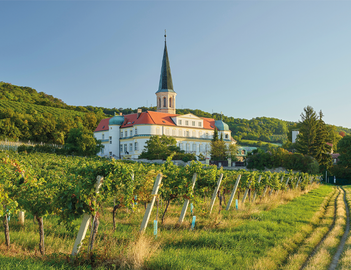 Thermenregion Weinreben