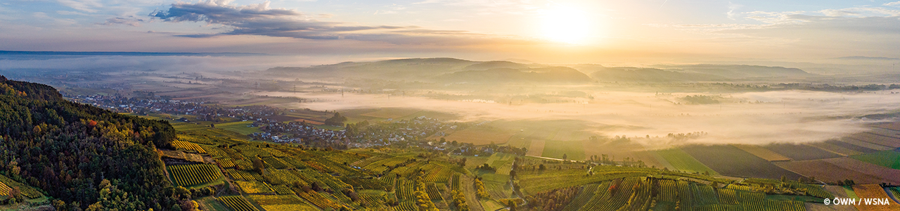 Traisental Weinberge mit Sonnenschein
