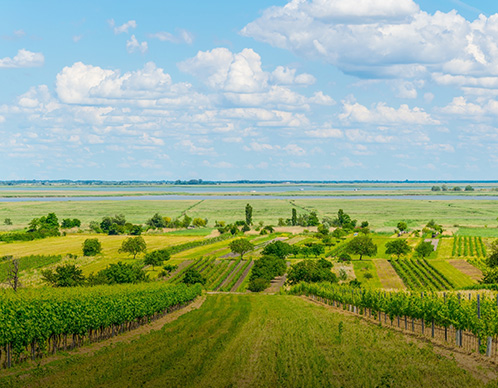 Weine aus dem Burgenland