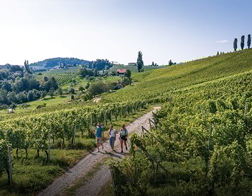 Auf Wanderwegen durch die Weinberge Österreichs