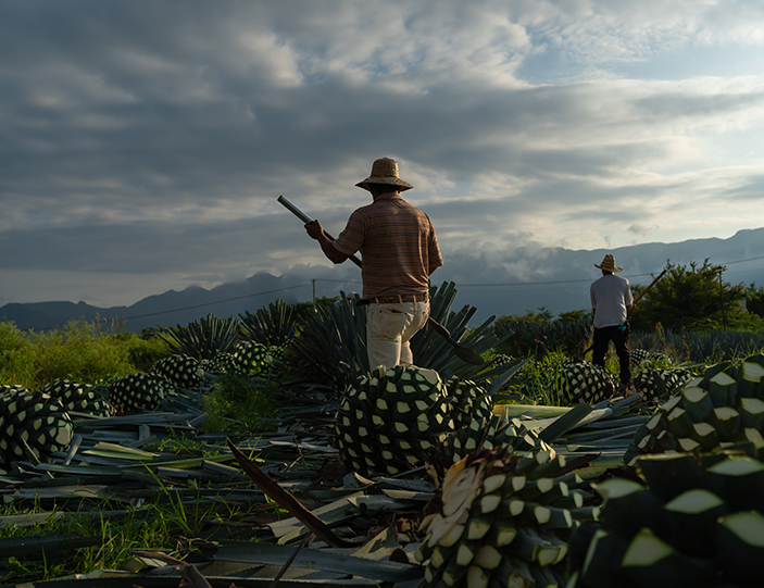 Tequila_Ernte.jpg