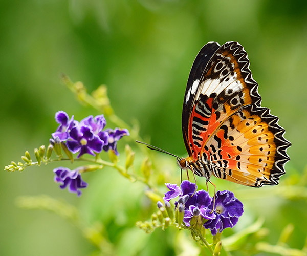 Begrünungsmaßnahmen zwischen den Reben leisten einen wichtigen Beitrag zur Artenvielfalt. So flattern auch immer mehr Schmetterlinge durch die Weingärten.