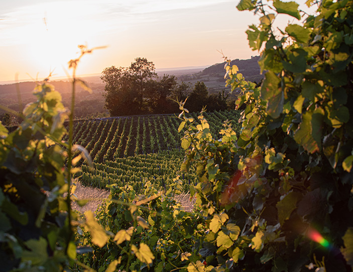 Pinot Noir_Header_Mobile.jpg