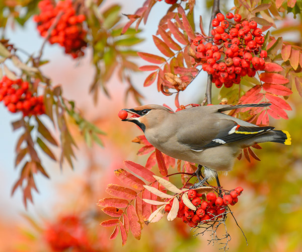 Vogelbeerenbild.jpg