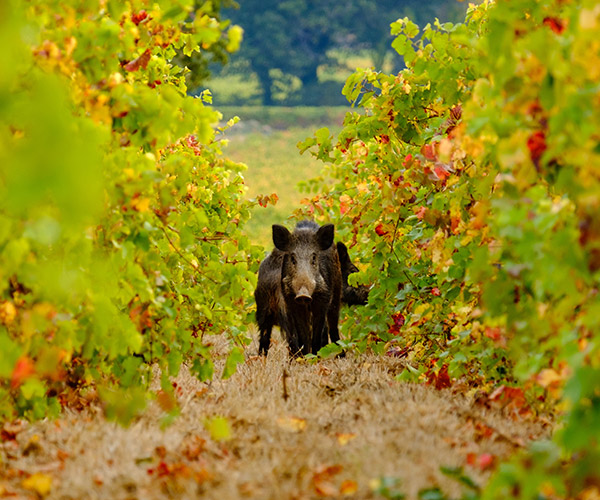 Mit Wildschwein und Co. teilt Paul Achs gelegentlich seine Ernte. Tiere gehören einfach zu einem Weingarten, meint er. Nach der Weinlese stehen die Rebzeilen für die Schafe offen. Hier wird der natürliche Kreislauf gelebt. Bilder: