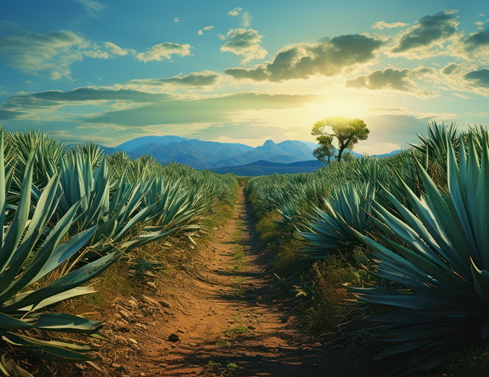 Tequila_Header_703x541px.jpg