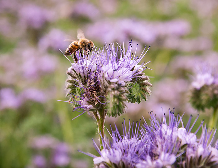 Bienenvölker bestäuben 80 Prozent aller Wild- und Nutzpflanzen und sichern so die Vielfalt und die Fortpflanzung.