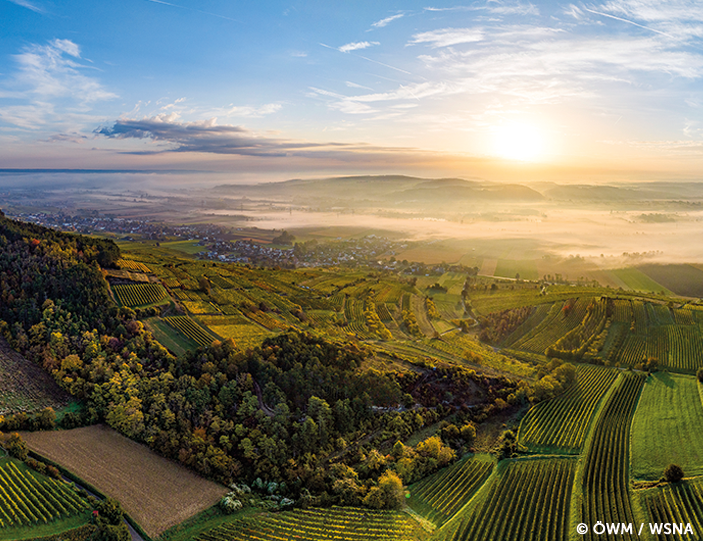 Traisental Weinberge mit Sonnenschein