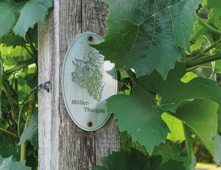 Müller Thurgau Reben