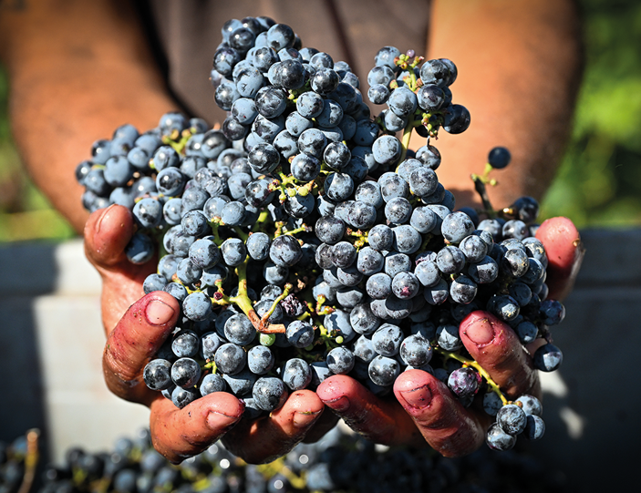 Winzer hält Cabernet Sauvignon Trauben in der Hand