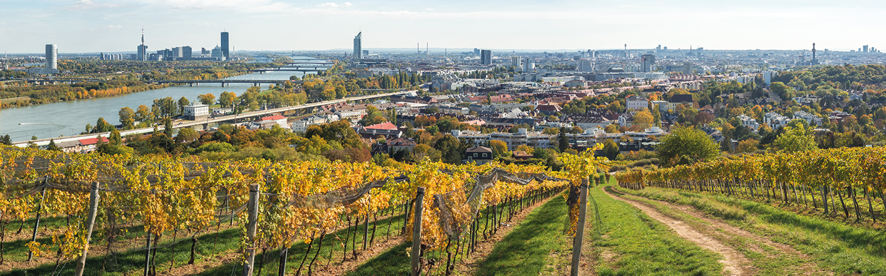 Wien mit Weinberge