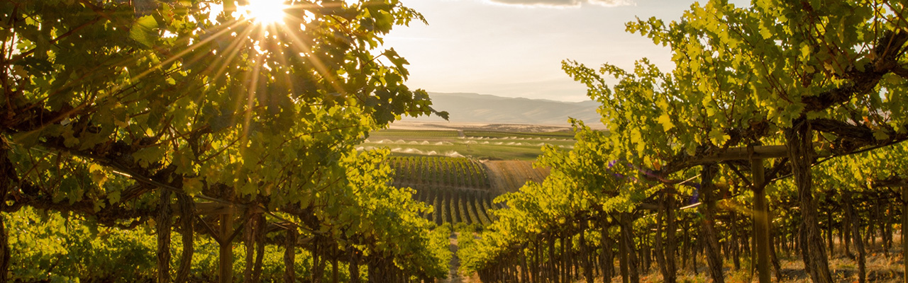 Riesling_Header_Desktop_.jpg