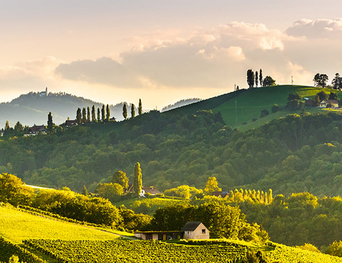 Weinbaugebiet in der Steiermark