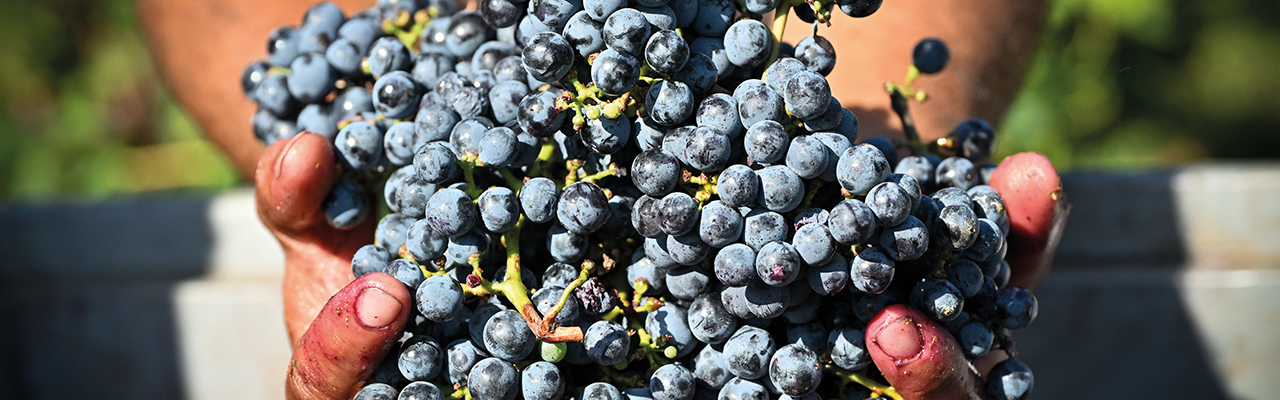 Winzer hält Cabernet Sauvignon Trauben in der Hand