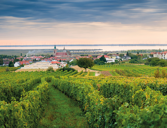 Weinlandschaft nahe Rust mit Neusiedlersee im Hintergrund
